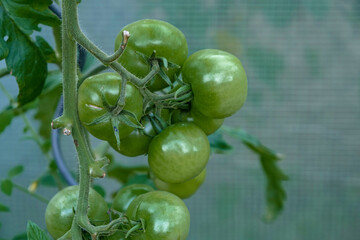 Tomato plants in greenhouse Green tomatoes plantation. Organic farming, young tomato plants growth in greenhouse.
