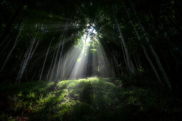 Umgebungslicht durch die Bäume im Wald © Marc Andreu