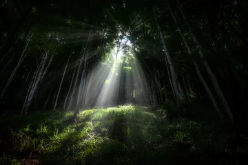 Umgebungslicht durch die Bäume im Wald © Marc Andreu