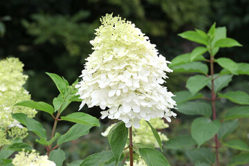 Hydrangea paniculata 'Phantom' in flower.