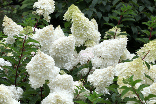 Hydrangea paniculata Vanille Fraise 'Renhy' in flower.