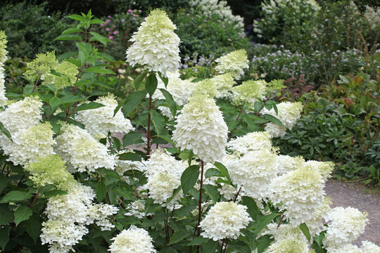 Hydrangea paniculata 'Phantom' in flower.