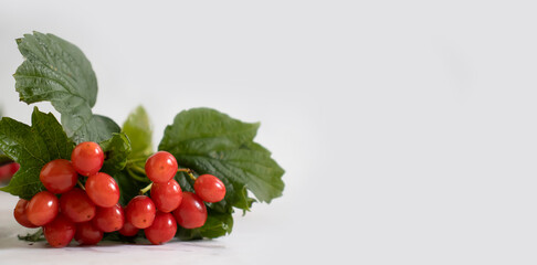 Viburnum berry on a light background beautiful