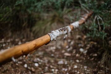 Detail of a the bark of a branch of a tree in the mountains