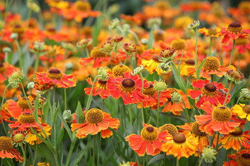Helenium 'Waltraut'  in flower.