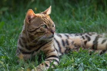 bengal cat in the grass