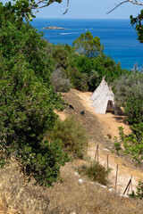 Goats on a hillside. Sea View. Teepee tents. Akamas Peninsula, Cyprus.