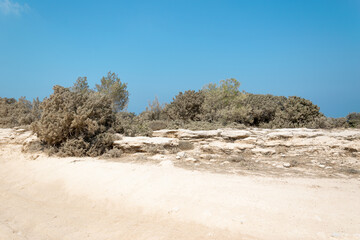 Road to Avakas Gorge. Trees covered with white sand along the sandy road. Road burnt by the sun. Akamas Peninsula, Cyprus.