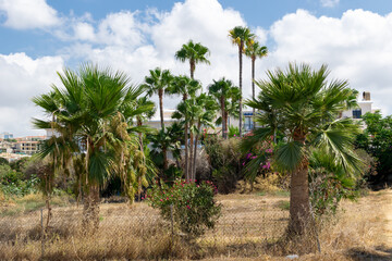 Palm trees and flowers in the city gardens. Paphos, summer in Cyprus. White houses in the background.