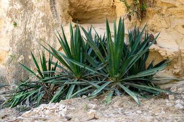 Green plants growing in rock ruins. Ancient ruins in Paphos. Summer, Cyprus.