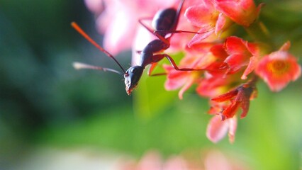 Ant on flower