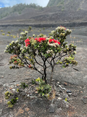 Pohutukawa tree, a species of Metrosideros, growing out of the lava floor in Kilauea Iki crater at Volcanoes National Park.