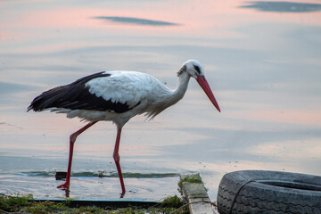 Storks are long-legged, long-necked, migratory birds.