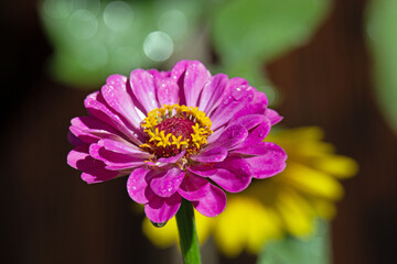 Obraz premium Hot Pink Zinnia with Water Droplets