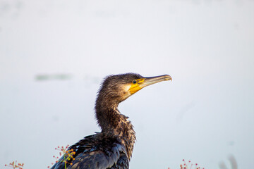 Cormorants are member of an aquatic bird family.