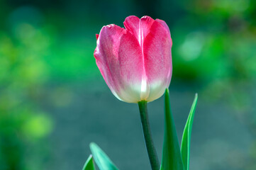 Pink red white color country Darwin tulips in bloom, bouquet of springtime flowering plants in the ornamental garden