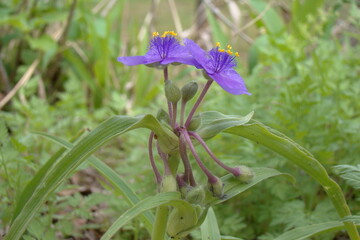 blue flower upclose