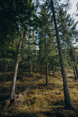 forest in the morning