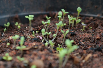 nascimento mangericão