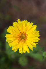 yellow flower
