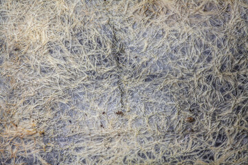 Fototapeta na wymiar Wheat began to germinate, the violation of technology, become covered with mold and fungus, the root system of agricultural plants, close-up.