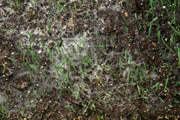 Wheat began to germinate, the violation of technology, become covered with mold and fungus, green shoots and the root system of agricultural plants, close-up.
