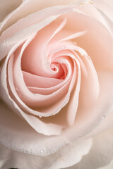 Details of a pink blooming rose.