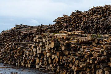 Large pile of logs ready to be shipped by boat.
