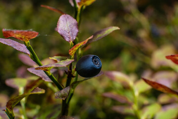 Macro photo of a blueberry in the forest.