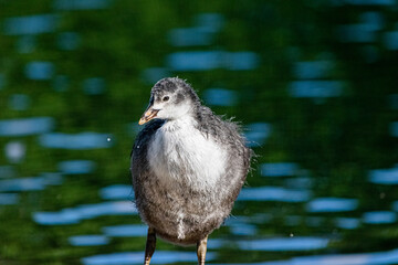great crested grebe