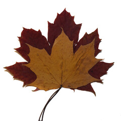 yellow and red maple leaves on a white background. autumn. two leaves
