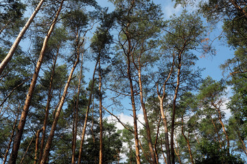 there are many tall trees in the forest against the blue sky . day. nature. pine forest