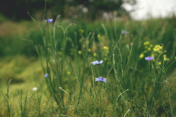 Beautiful cornflower in summer field. Blue wildflower in green grass, selective focus. Summer in countryside, floral wallpaper. Bachelor's button, Centaurea cyanus flower.