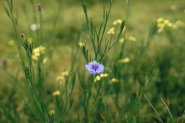 Beautiful cornflower in summer field. Blue wildflower in green grass, selective focus. Summer in countryside, floral wallpaper. Bachelor's button, Centaurea cyanus flower.