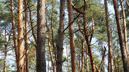 Obraz premium tree trunks in the forest on a sunny day. nature