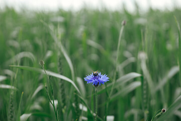 Bee pollinating wildflowers in summer field. Bee sitting on cornflower flowers among green grass close up. Summer in countryside and pollination. Blue cornflowers blooming