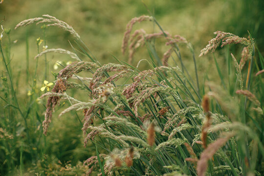 Grasses in summer field. Melinis wild grass close up. Summer in countryside, floral wallpaper. Herbs and wildflowers