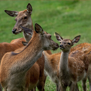 Rotwild Alttier mit Kalb