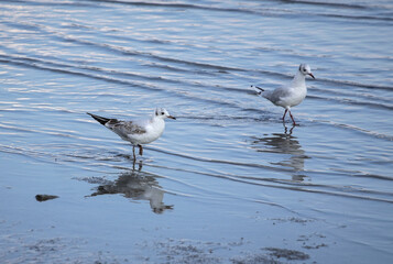 Pair of seagull walking in the blue wavy water and looking around