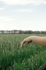 Hand in window of a car on background of wheat field. Man sticking his hand out of a car window in green fields. Enjoying summer vacation in countryside. Road trip