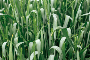 Wheat field after rain. Green wheat ears and stem in water drops close up. Agriculture. Summer in countryside, floral wallpaper. Rye crop