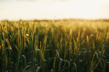 Wheat field in sunset light. Green wheat or rye ears and stems  close up in warm evening sunshine. Tranquil atmospheric moment. Agriculture and cultivation. Summer in countryside, wallpaper