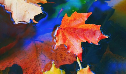 Autumn cold rainy day. Yellow orange maple leaf floating in lake. Vibrant color of fall season of nature. Calm forest park. Reflection of blue sky in clean water surface of pond. Tranquil zen concept.