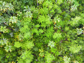 An aerial view of a topical jungle.