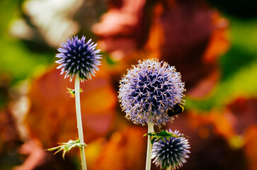 Bumble bees gathering their last mea as Autumn sets in.