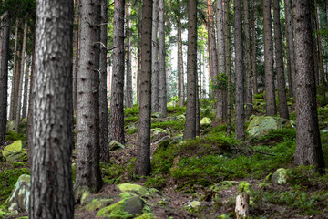 Dark dense forest with stones overgrown with moss