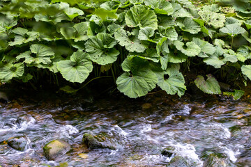 Bubbling mountain river and green burdocks grow above the water