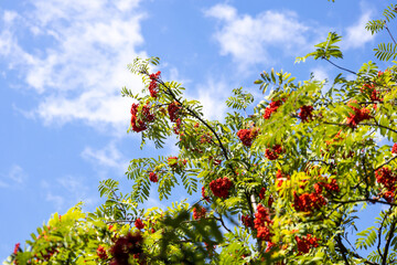 Fototapeta na wymiar Rowan branches with ripe red berries against the blue sky, summer day