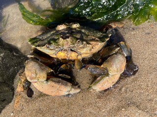 A beach crab sits in its shelter