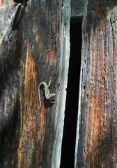Lizard on a wooden door. Side view. Reptile